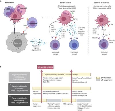 Therapeutic Approaches Targeting the Natural Killer-Myeloid Cell Axis in the Tumor Microenvironment